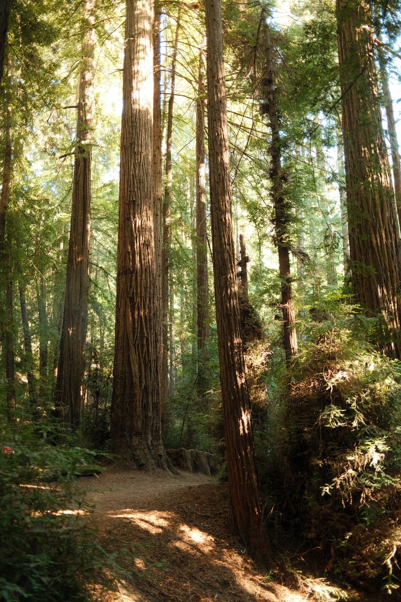 Trail through a redwood forest